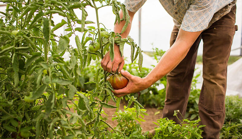 Local Sourcing